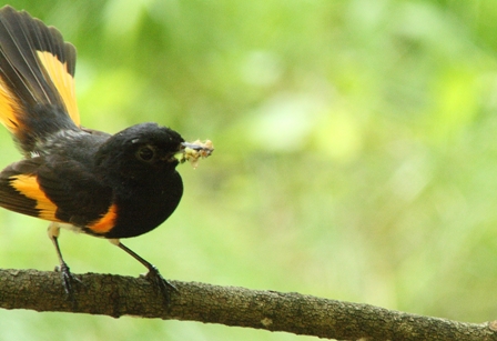 American Redstart